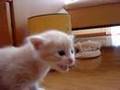 仔猫　生後3週間!!! -動いてるver-