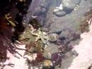 Starfish chases a limpet Starfish chases a limpet
