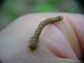??? Inchworm
