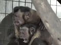Andy Born to be Wild