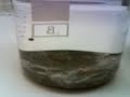 PWSRR neerslag(?)