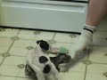 7 wk old Toy Schnauzer puppies...you wouldn't think there'd be that much danger going into the kitchen with socks on.... You are WRONG!