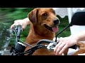 80 lb Dobrador Riding a Scooter
