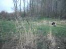 Turkey Hunt - Spring 3