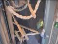 Parakeet horny hump