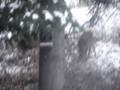videos de Deer outside my window