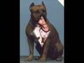 Anti BSL