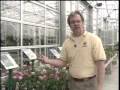 Annuals or perennials? (May 7, 2008) Annuals or perennials? (May 7, 2008)