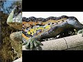 Park Guell - Gaudi - Barcelona