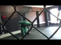 Click here to watch this video Gumbi vs Daniel