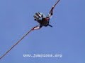 Extreme thrill ride - The Big Air ( BigAir ) Hyperjump