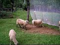 Verspielte Schafe