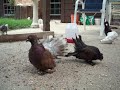 Exotic & Fancy Birds - Fancy Pigeons - Pretty Birds