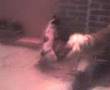 pichy vs sanson