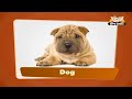 Flashcards for kids  - Domestic Animals