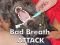 Wild & Exotic Animal Attacks Wild & Exotic Animal Attacks