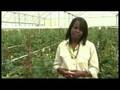 Thorny issue for Kenya's rose exports - 9 Sep 07