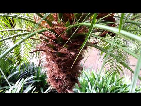 how to transplant pygmy date palm