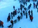 Yukon Quest 2008