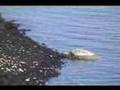Hawaiian Green Sea Turtles: Honu of the Big Island