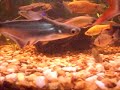 Meu aquario com Pangasius. 