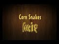 Corn Snakes feeding
