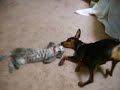 kitten and dog playing