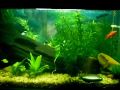 Primeiro plantado, o video e o setup do aquario não tá muito bom, mais essa é a primeira experiencia com plantados, breve terei melhores... 