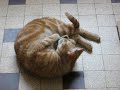 tout est dit dans le titre!!!tro con ce chat!!!