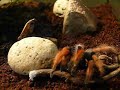 First Blood (Brachypelma) Boehmi (Bömi) First Blood (Brachypelma) Boehmi (Bömi)