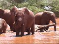 Elephants in Kenya