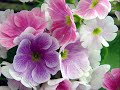 Salvatore Adamo - Fleur