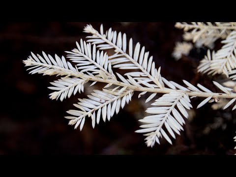 Can Plants Be Albino And Live?