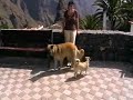 Masca - uriges Dörfchen auf Teneriffa