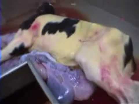 Cattle Slaughter 3