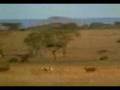 videos de cheetah ckqsrz1w