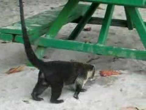 coatimundi