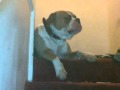 2010-03-09 | american bulldog talking 2 years old ~> american bulldog talking 2 years old (<span>1:)
