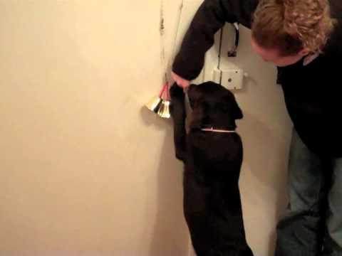 Puppy toilet training with a bell