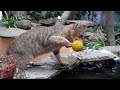 clive f1 chausie enjoying the pond