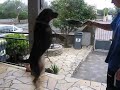 Pacha.AVI