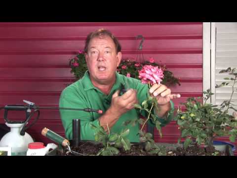 how to fertilize hybrid tea roses