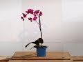 Orchidea UNICEF - 4 e 5 ottobre 2008