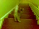 Catbook Movie: Bunny hopping kitty cat