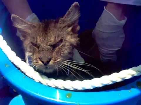 how to cure mange in cats