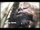 Celebrities Speak Out Against Killing of Chimpanzees for Human Consumption