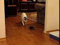 Черепаха vs кот (crazy turtle)