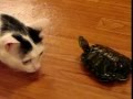Funny Turtle Chases Cat - animals, cat, chasing, pets, turtle, funny