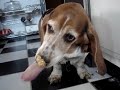 Molly v.s. Peanut Butter