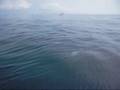 deep sea fishing on Atlantik Ocean